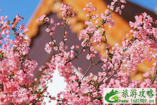 2021南京春天看花的地方