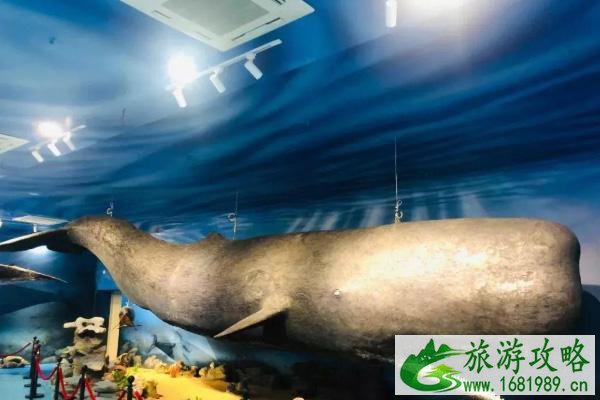5月18日起惠州惠州抹香鲸主题馆恢复开放