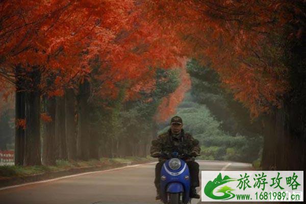 杭州枫叶什么时候变红 杭州哪里的枫叶最美