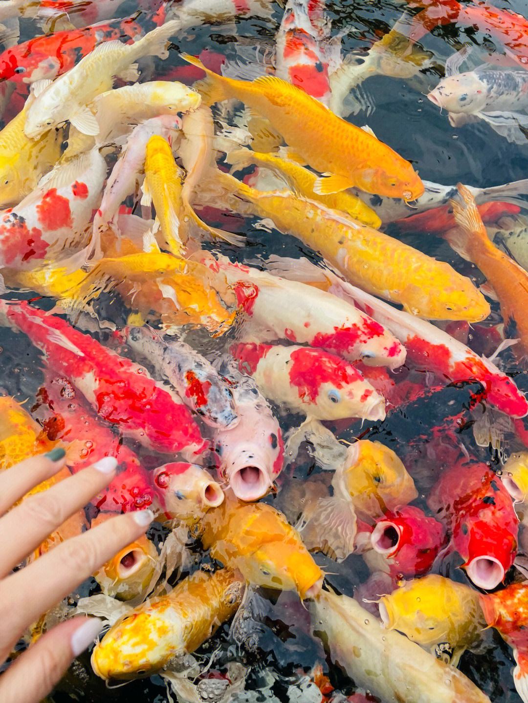 家里养什么鱼好