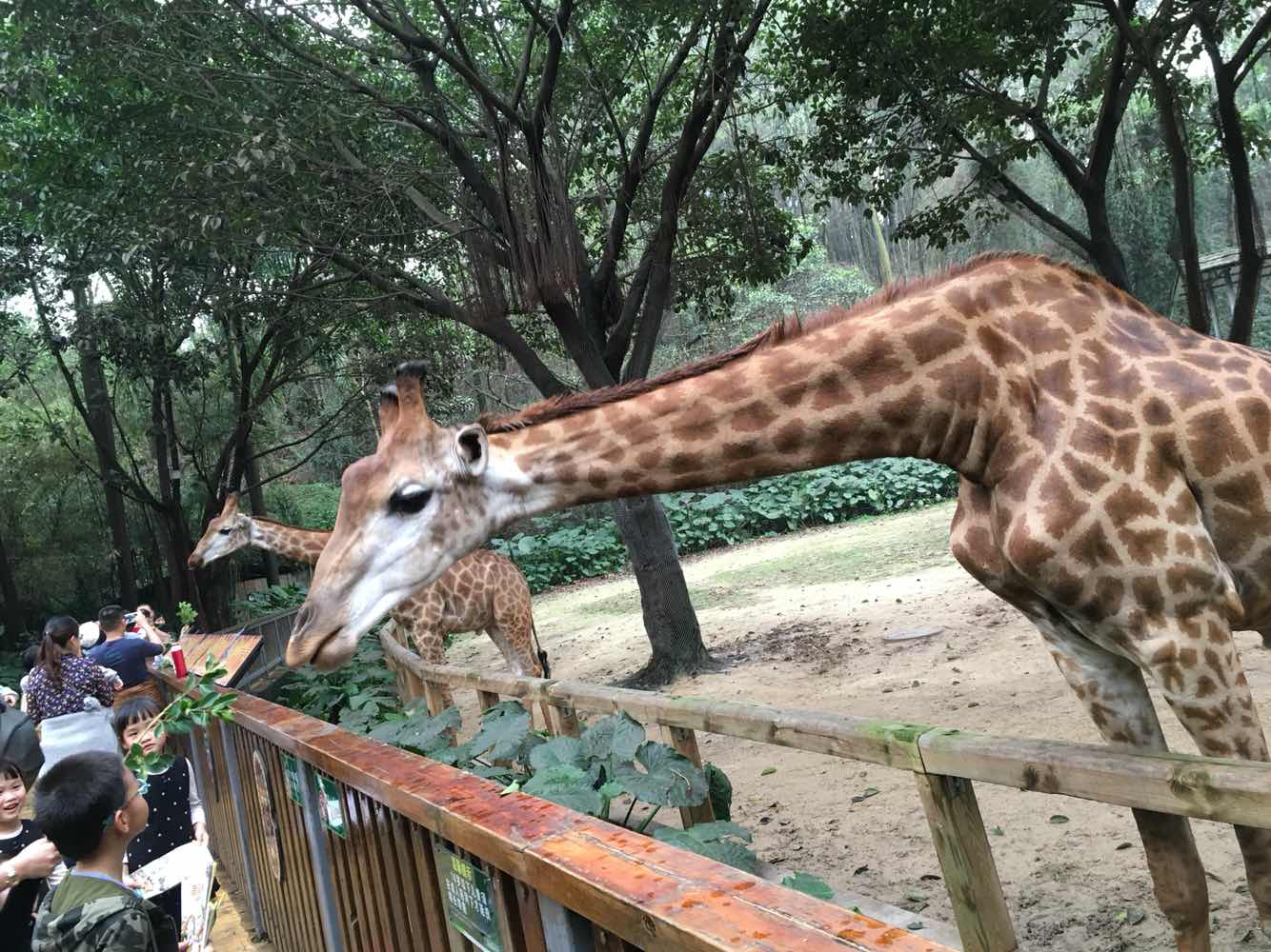 长隆动物园游玩攻略