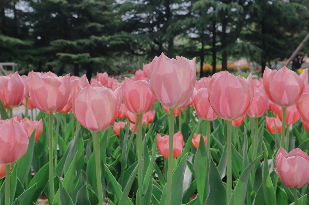 郁金香的花语是什么