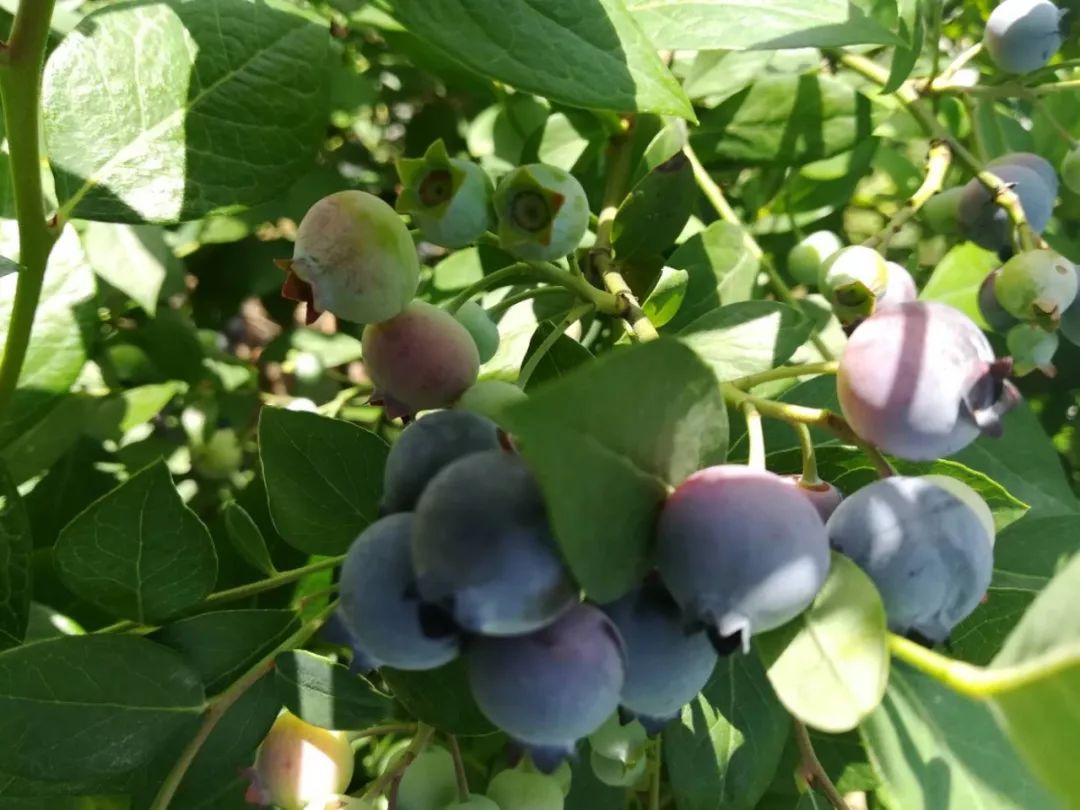 1岁宝宝一天吃几颗蓝莓 一岁宝宝吃蓝莓大便会黑吗