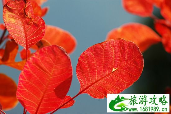 点击查看原图