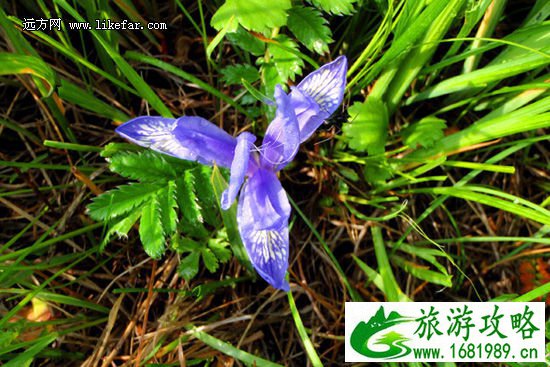 马兰花 作者空游无依 马兰花 作者空游无依