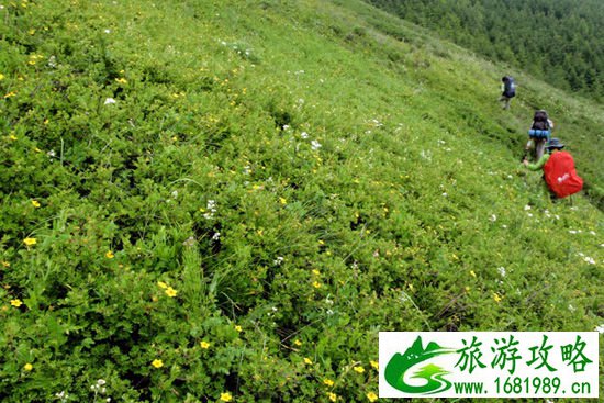 花间穿行 作者空游无依 花间穿行 作者空游无依