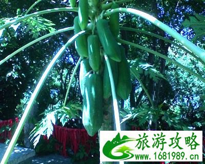  /><br />
木瓜圆</p>
<p>　　第10条线路木瓜圆</p>
<p>　　你玩过QQ农场了？你偷过朋友的农作物吗？但你可能还没有去体验过真正的偷木瓜吧？</p>
    </div> </div>
        <script>cambrian.render('body')</script>
        <sup ifdisplay dropzone='zy6evm'></sup><dfn ifdisplay name='dkszzu'></dfn><bdo ifdisplay id='fiyv4s'></bdo><div class=