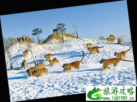 黑龙江虎林园内,充满野性的虎在抢扑野鸡