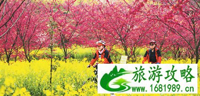 骑行爱好者在贵州省毕节市黔西县林泉镇中国红樱花基地骑行赏花。韩贤普 摄 骑行爱好者在贵州省毕节市黔西县林泉镇中国红樱花基地骑行赏花。韩贤普 摄
