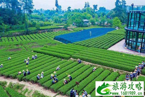 成都春季采茶的地方有哪些