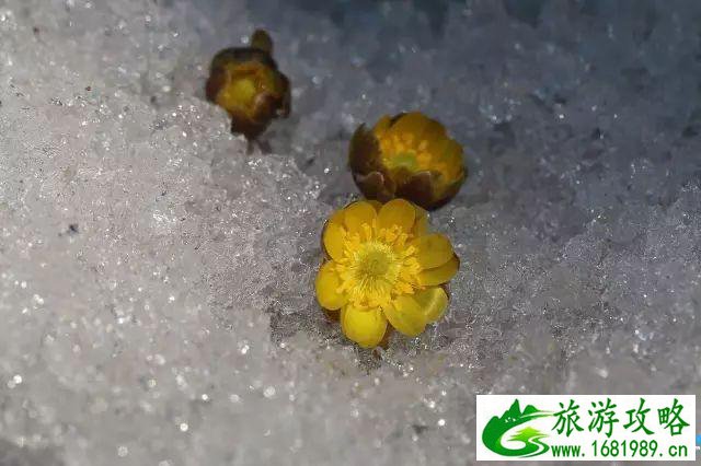长春净月潭公园冰凌花观看攻略 长春净月潭公园冰凌花观看攻略