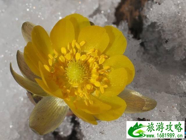长春净月潭公园冰凌花观看攻略 长春净月潭公园冰凌花观看攻略