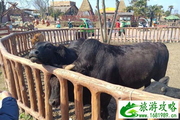 南通野生动物园旅游攻略 两日游玩行程安排 南通野生动物园旅游攻略 两日游玩行程安排