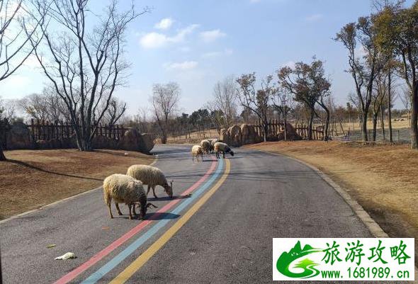 南通野生动物园旅游攻略 两日游玩行程安排 南通野生动物园旅游攻略 两日游玩行程安排