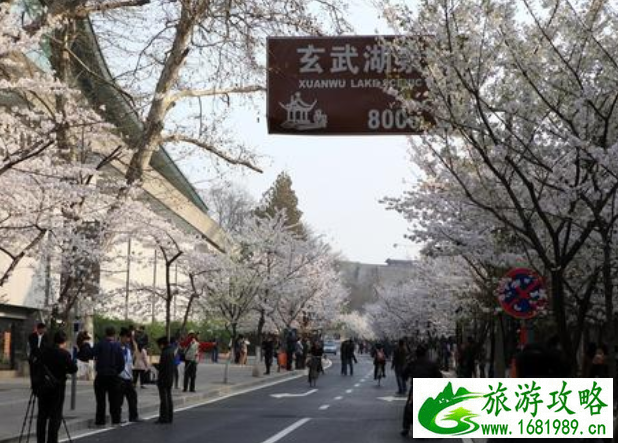2022年南京鸡鸣寺樱花什么时候开 2022年南京鸡鸣寺樱花什么时候开