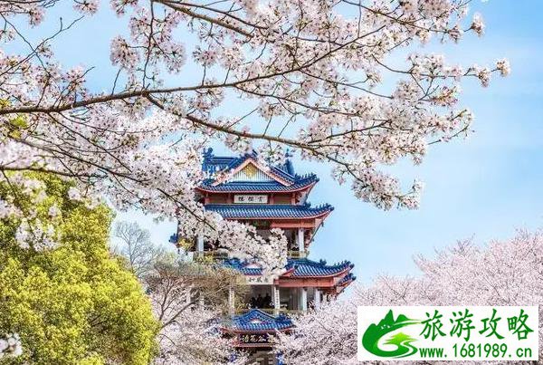 2022鼋头渚几月份去看樱花
