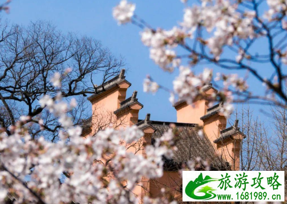 2022鸡鸣寺樱花什么时候谢 南京赏樱有哪些地方 2022鸡鸣寺樱花什么时候谢 南京赏樱有哪些地方