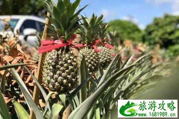 中山神湾一日游推荐路线 中山神湾一日游推荐路线