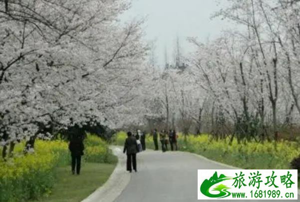 无锡赏樱花的地方有哪些 无锡赏樱花的地方有哪些