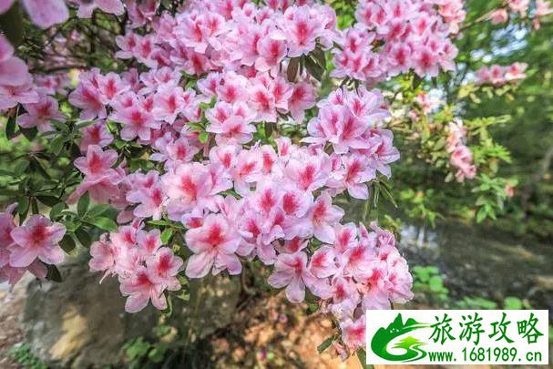 武汉植物园春游赏花攻略