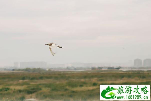 福州冬季观鸟去哪里 福州拍鸟多的地方在哪 福州冬季观鸟去哪里 福州拍鸟多的地方在哪