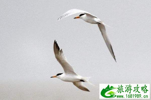 福州冬季观鸟去哪里 福州拍鸟多的地方在哪 福州冬季观鸟去哪里 福州拍鸟多的地方在哪