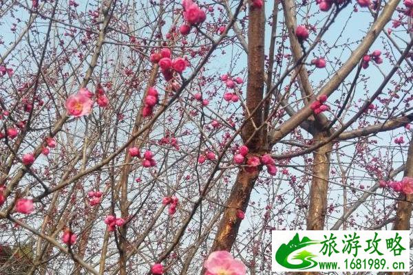 泰安赏梅去哪里 赏梅胜地推荐 泰安赏梅去哪里 赏梅胜地推荐