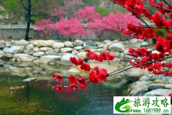 泰安赏梅去哪里 赏梅胜地推荐 泰安赏梅去哪里 赏梅胜地推荐