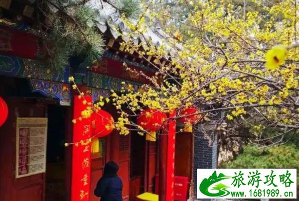 泰安赏梅去哪里 赏梅胜地推荐 泰安赏梅去哪里 赏梅胜地推荐