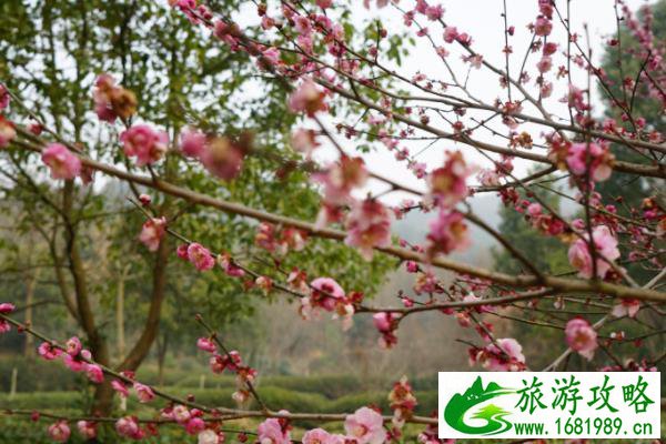 武汉黄陂冬季赏花的地方有哪些 游玩地点推荐 武汉黄陂冬季赏花的地方有哪些 游玩地点推荐