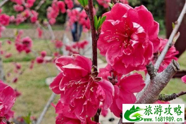 无锡赏梅去哪里 哪里最好