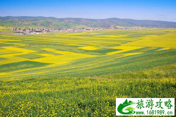 青海油菜花几月开花?最佳拍摄点在哪? 青海油菜花几月开花?最佳拍摄点在哪?