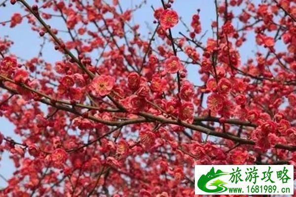 江门大沙镇赏梅一日游攻略 江门大沙镇赏梅一日游攻略
