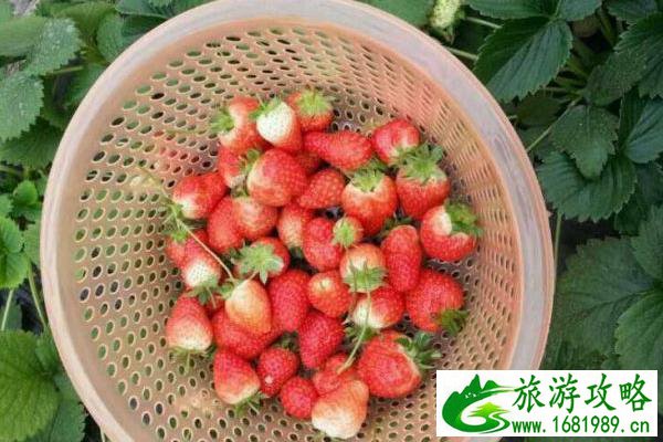 石家庄哪有摘草莓的地方 采摘草莓好去处