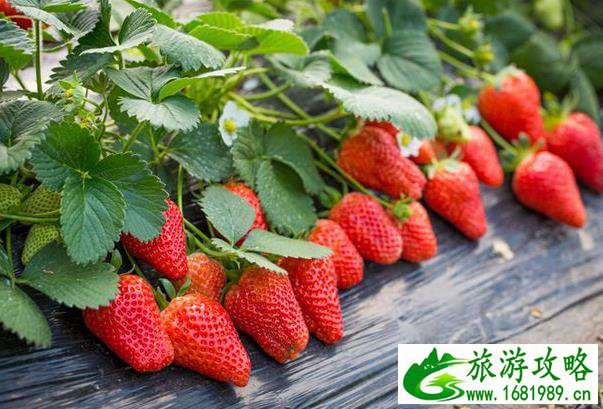 武汉哪里有草莓园摘草莓 现在能摘草莓的吗