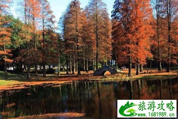 苏州哪里有水杉林 苏州最美水杉林景点推荐