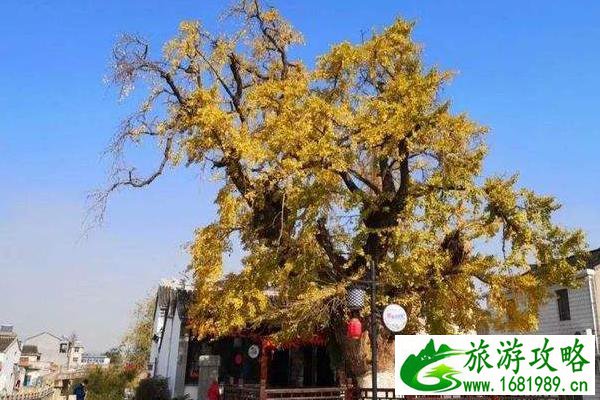 宜兴哪里有古银杏树 宜兴古银杏树景点推荐