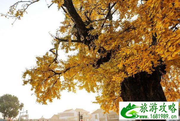 宜兴哪里有古银杏树 宜兴古银杏树景点推荐
