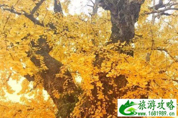 宜兴哪里有古银杏树 宜兴古银杏树景点推荐