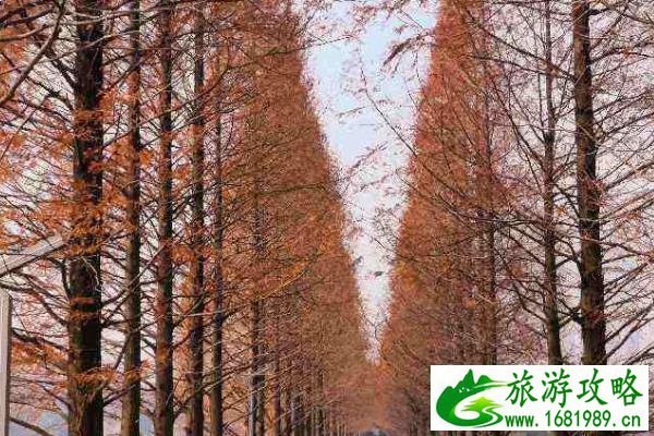 长沙附近看水杉的地方 长沙七大水杉观赏地推荐