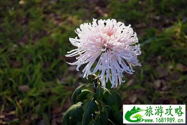 来长沙园林生态园赏菊需要注意什么附游玩攻略