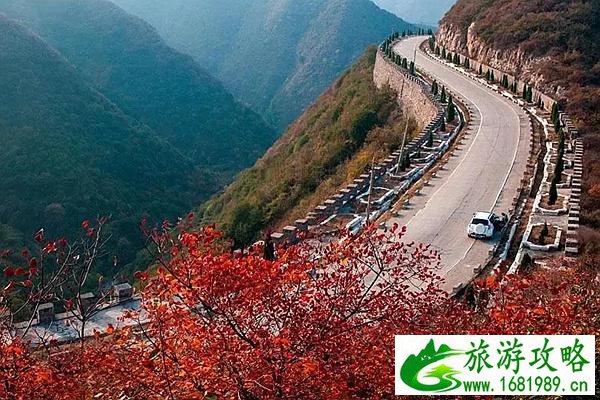 巩义看红叶免费景区推荐 不用门票满眼的金红色