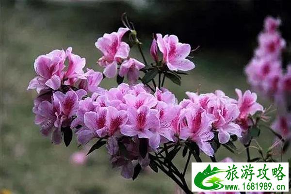 在温州三月份最值得去的景点推荐
