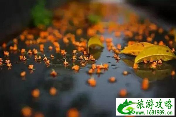 在温州三月份最值得去的景点推荐