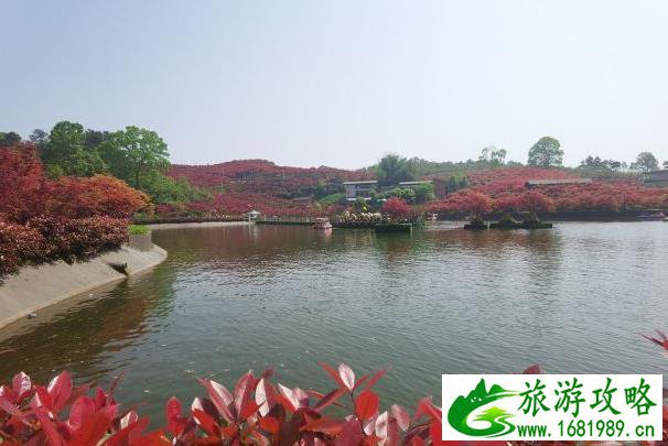 重庆红叶最佳观赏地点 重庆红叶最佳观赏时间 重庆红叶最佳观赏地点 重庆红叶最佳观赏时间