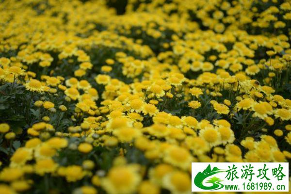 2021武汉东湖赏菊路线攻略