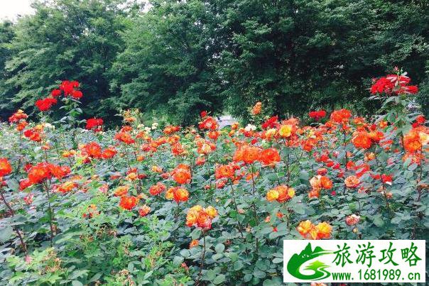 无锡鹅湖玫瑰园全年赏花最佳时间攻略 无锡鹅湖玫瑰园全年赏花最佳时间攻略
