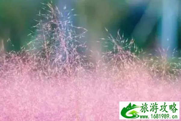 佛山秋季赏花好去处2021 佛山秋季赏花好去处2021