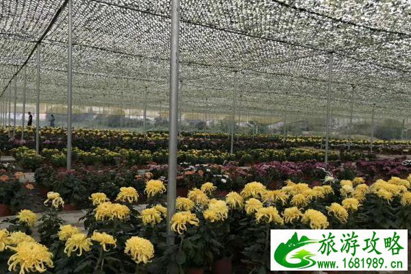 临湘菊花博览园秋季游玩攻略 临湘菊花博览园秋季游玩攻略