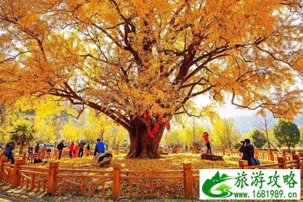 随州千年银杏谷旅游攻略